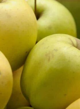 Pomme Golden Rush