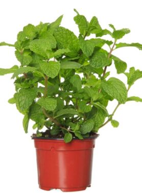 17137430 - fresh mint herb on a pot over white