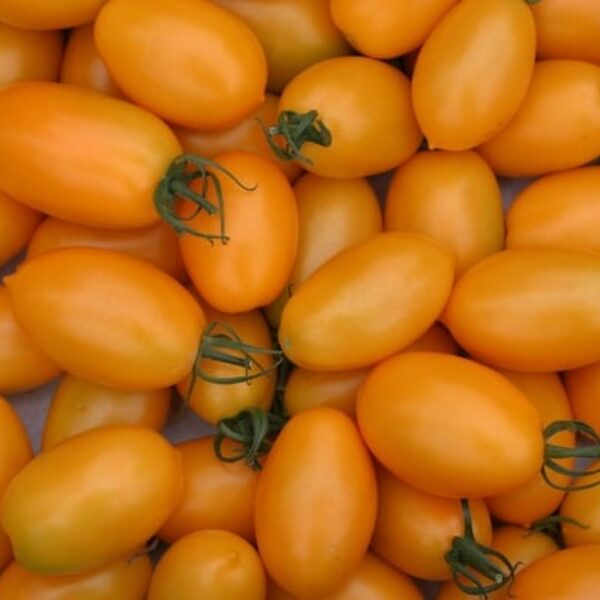 Tomate ancienne : Roma Orange