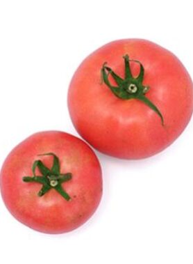 Tomate ancienne : Rose de Berne
