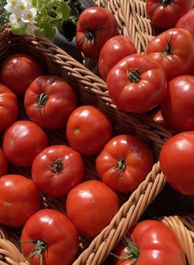 TOMATE PETITE