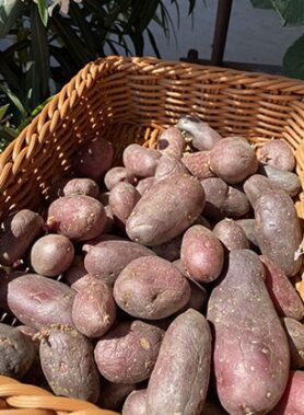 POMME DE TERRE ROSEVALT