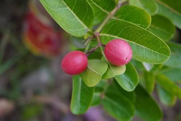 Fruits du miracle
